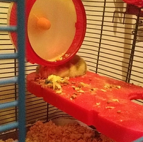 Meet your Posher, Tara - Picture 1 of 1